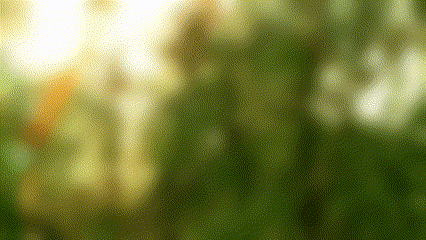 Dec_18_2024-animatedGif