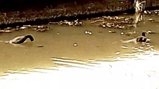 Mar_18_2024-frame_3